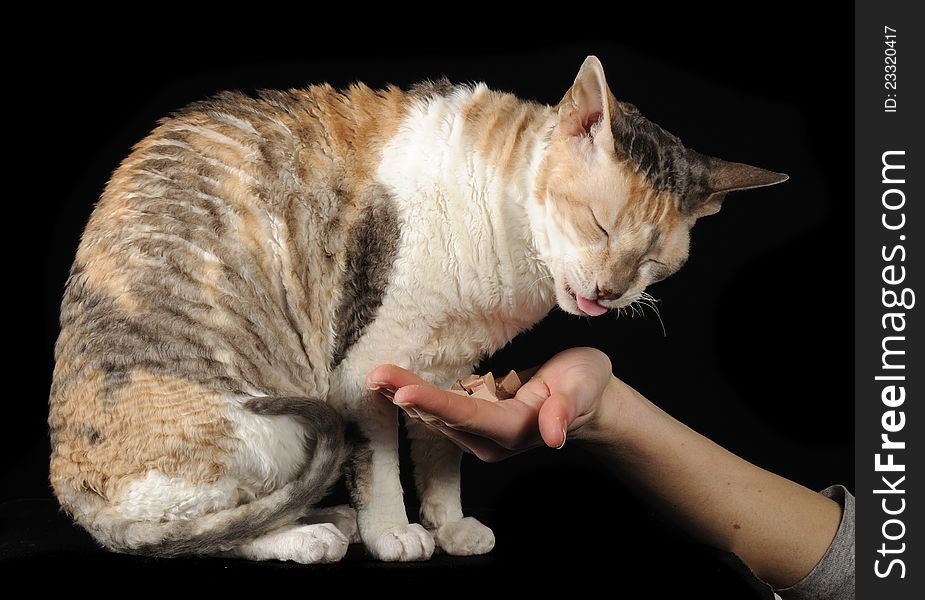 A calico Cornish Rex cat eating from its owner’s hand on a black background. A calico Cornish Rex cat eating from its owner’s hand on a black background