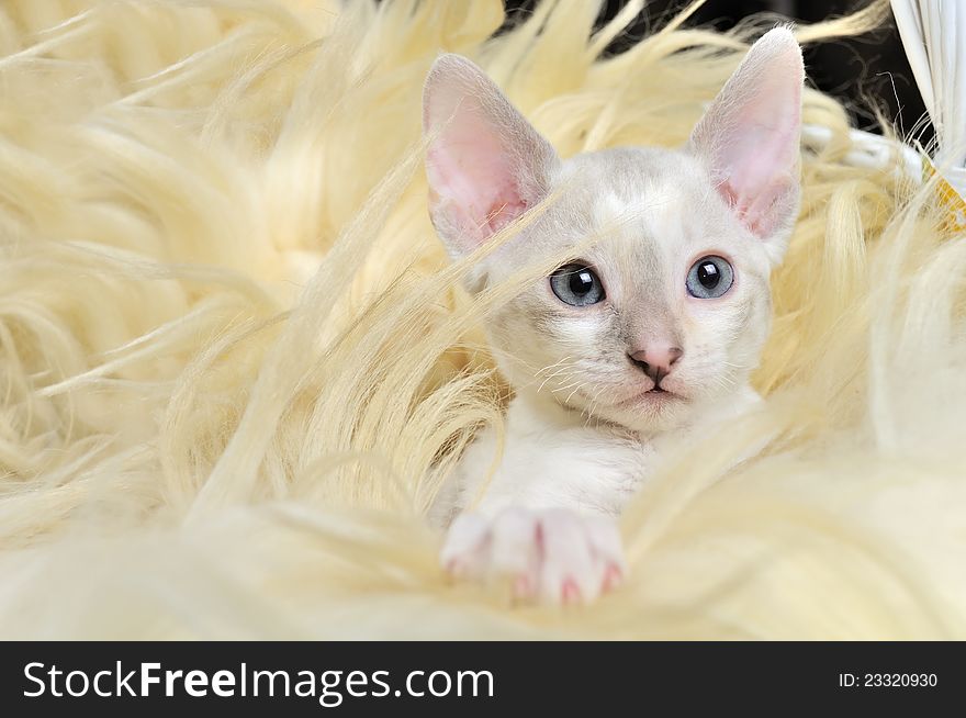 Cute Baby Kitten in Fur