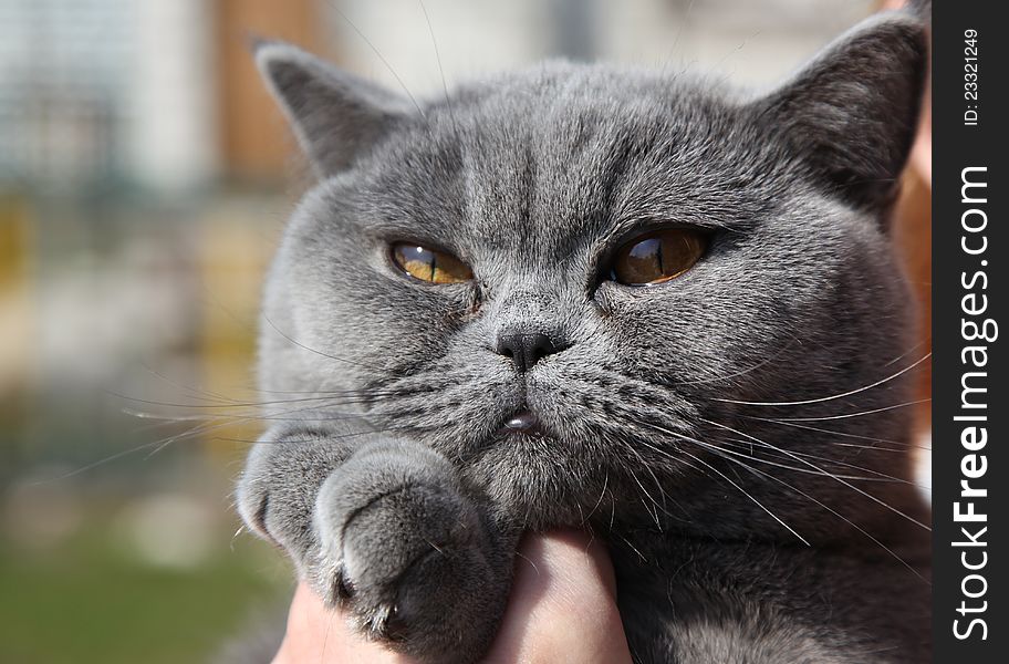 This beloved pet cat breed British Shorthair named Tais Queen