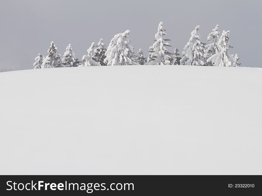 The tops of snowbound trees behind a snowcored hill. The tops of snowbound trees behind a snowcored hill