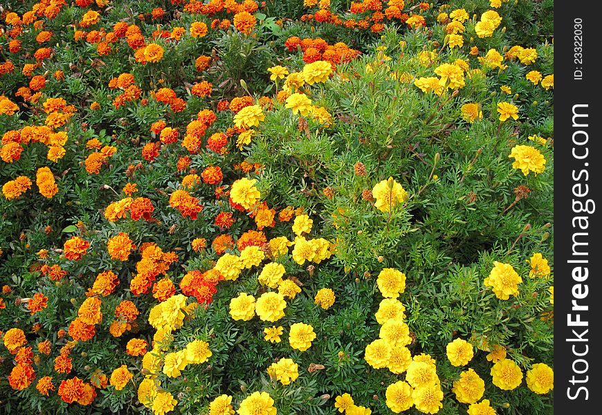 This is summer blissoming of calendula (marigold) flowers