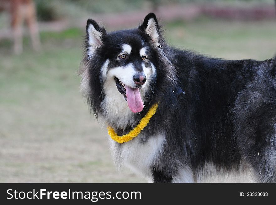 A big Alaskan Malamute dog