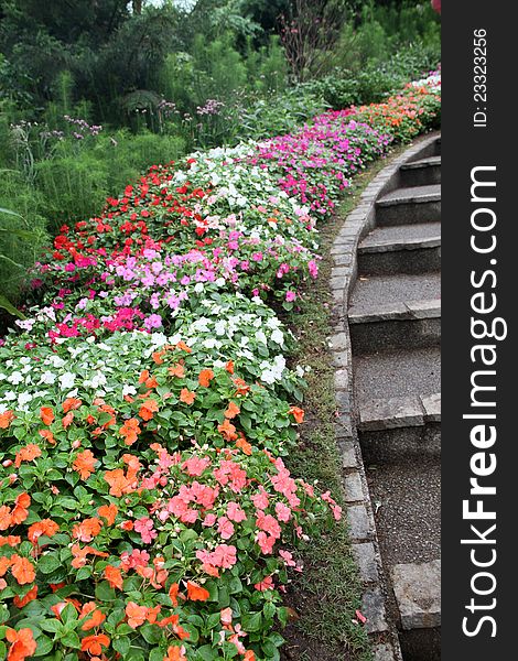 A nicely arranged beautiful colourful flowers in a garden path. A nicely arranged beautiful colourful flowers in a garden path