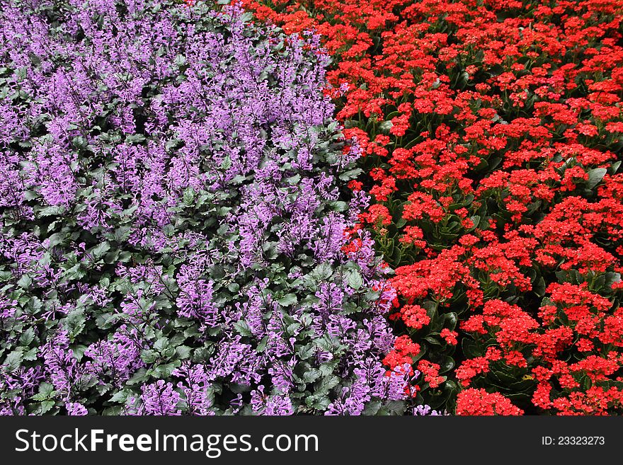 Nicely arranged flowerbed at a garden. Nicely arranged flowerbed at a garden