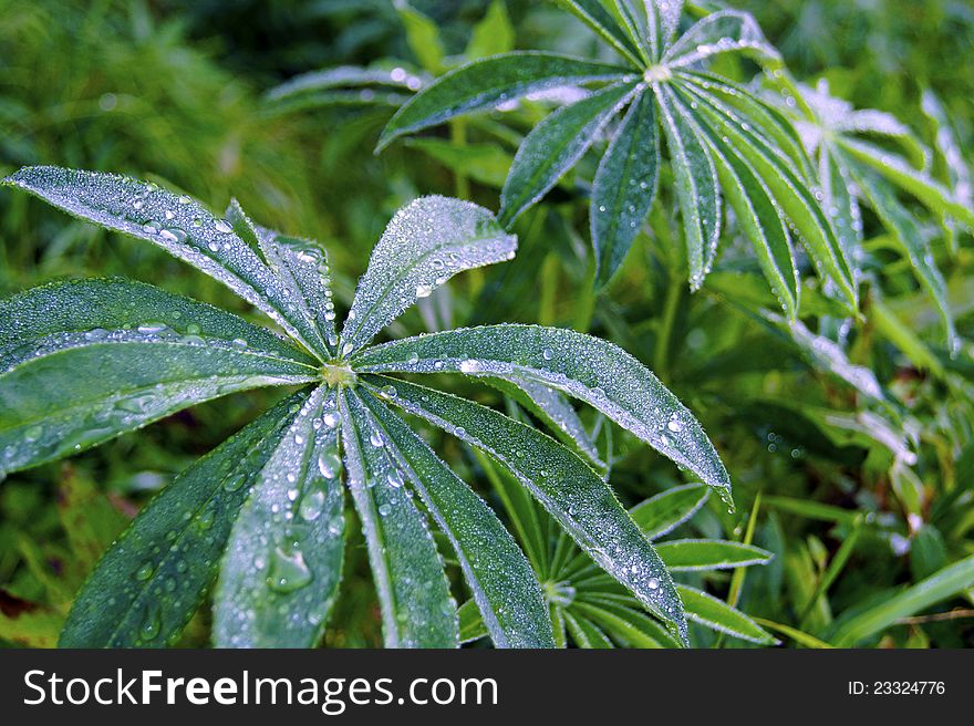 Sheet of the lupine covered by dew.
