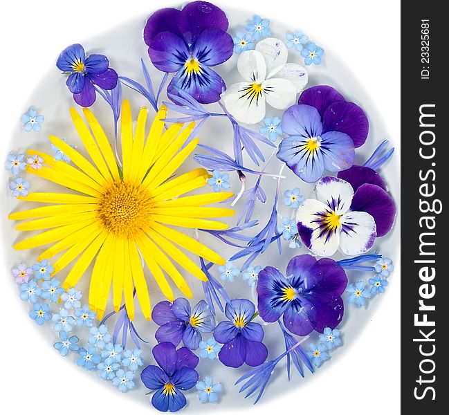 Yellow daisy and purple flowers floating in water in a bowl on a white background