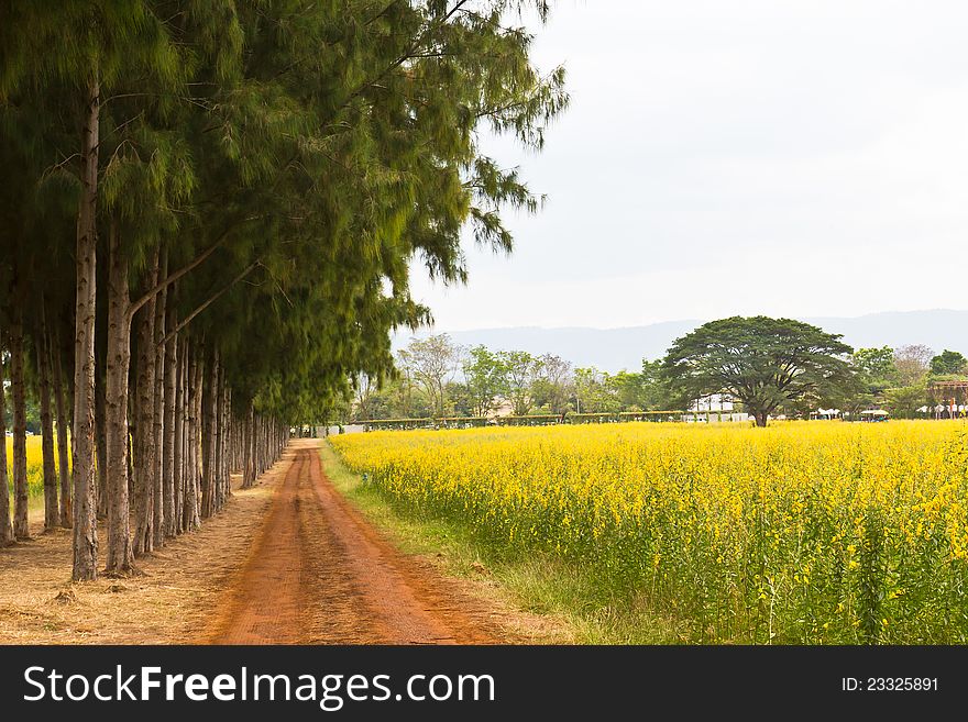 A walkway in the park with fields of yellow flowers.