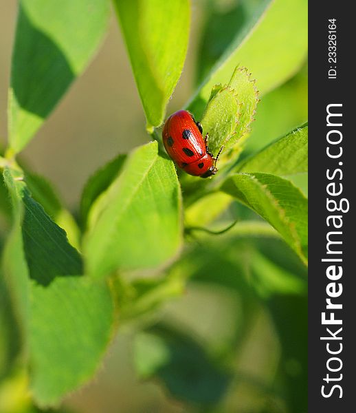 Close-up of a ladybird, on a clover stem.
