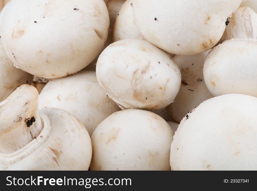 White Champignon Mushroom as background