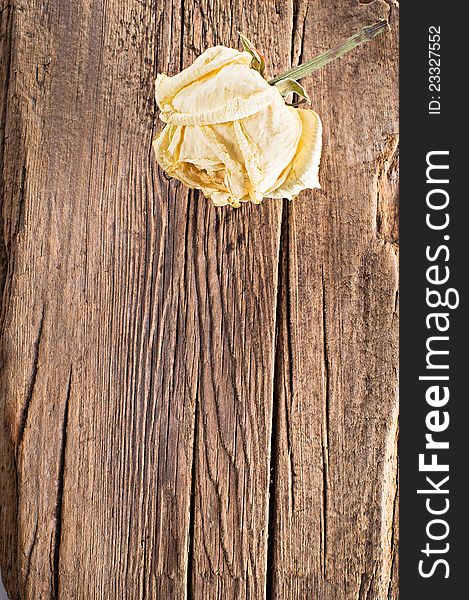 Rose on old wooden background