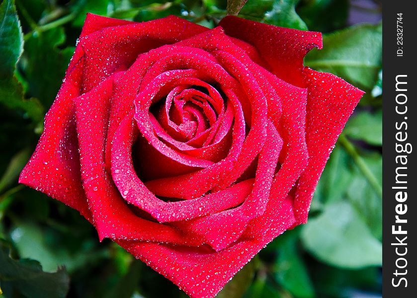 Red roses mean love and passion.