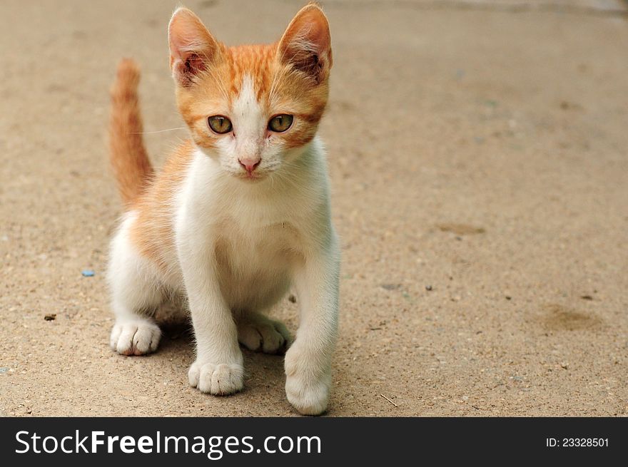 Orange kitty with hazel eyes standing. Orange kitty with hazel eyes standing