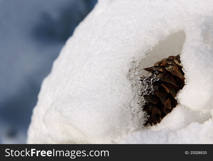 Christmas tree cone frozen in the snow drift. Christmas tree cone frozen in the snow drift