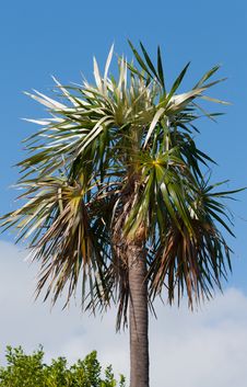 Palm Tree Stock Images Palm Tree Stock Images