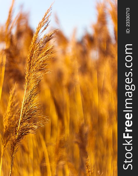 Dried reed in the winter with smoothed background