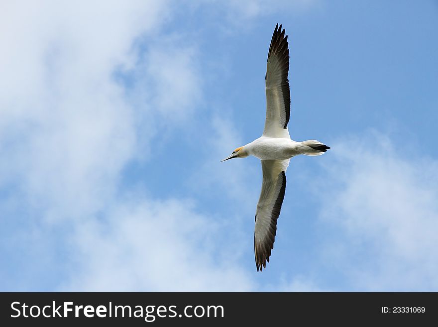 A Gannet flying with wings spread overhead looking for food against a blue sky background. A Gannet flying with wings spread overhead looking for food against a blue sky background