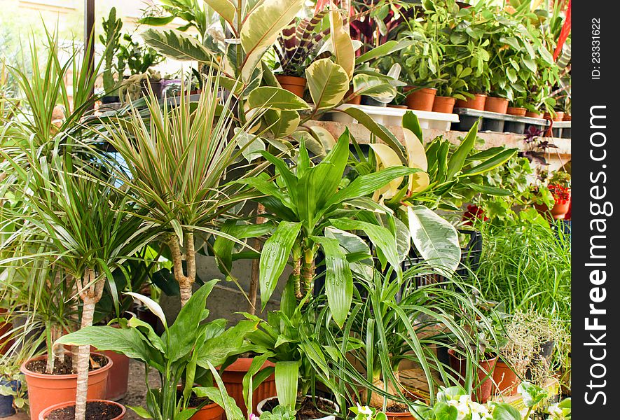 Ficus, Dracena Are Decorative Plants