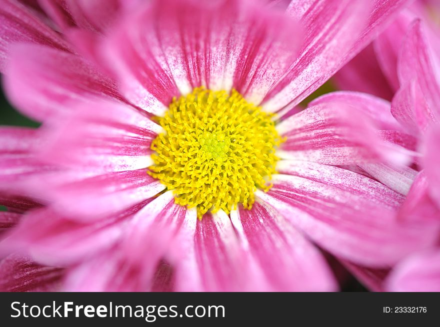 Macro shot of pink daisy in garden