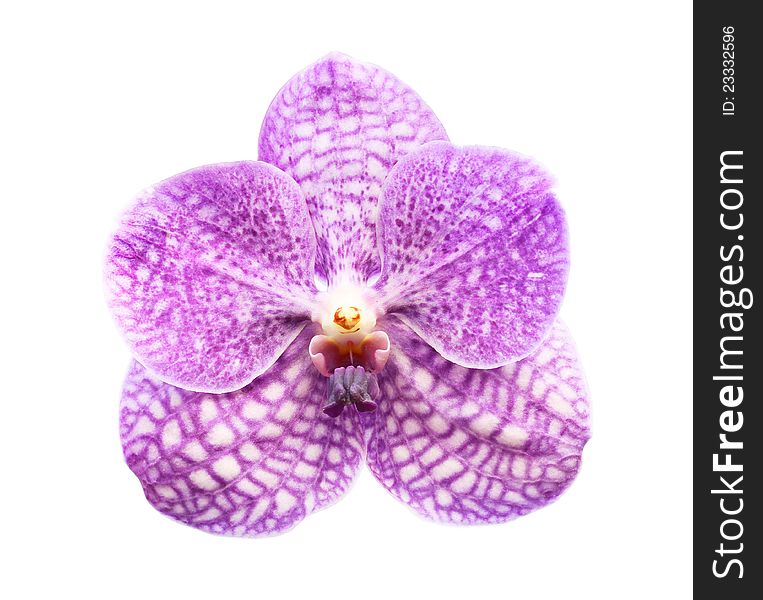 Purple orchid isolated on white background