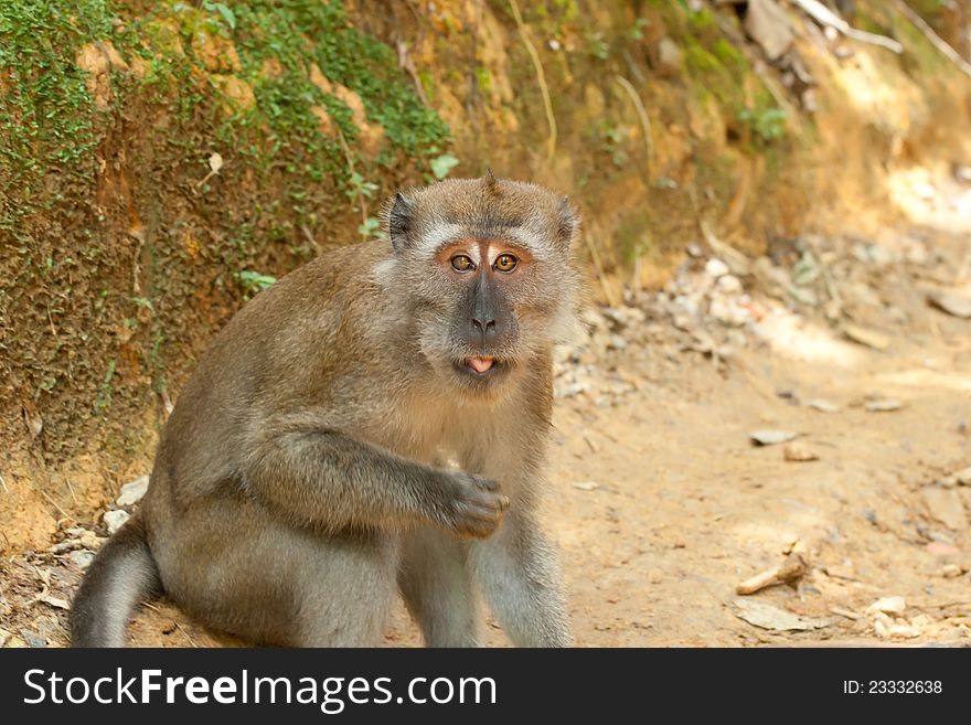 A Macaca fascicularis, also known as a macaque