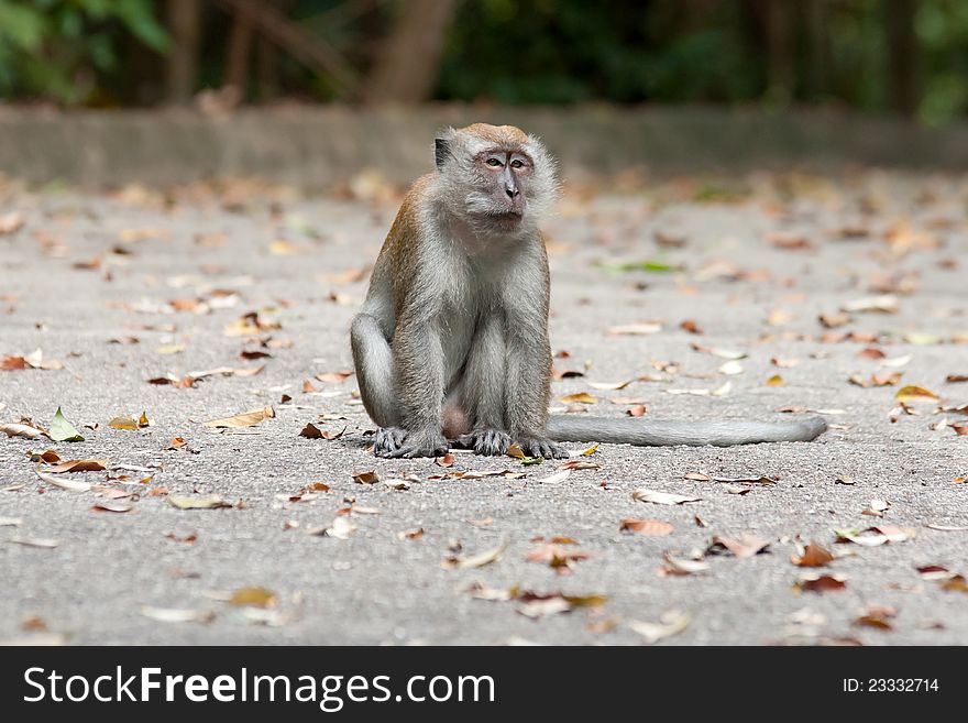 A Macaca fascicularis, also known as a macaque