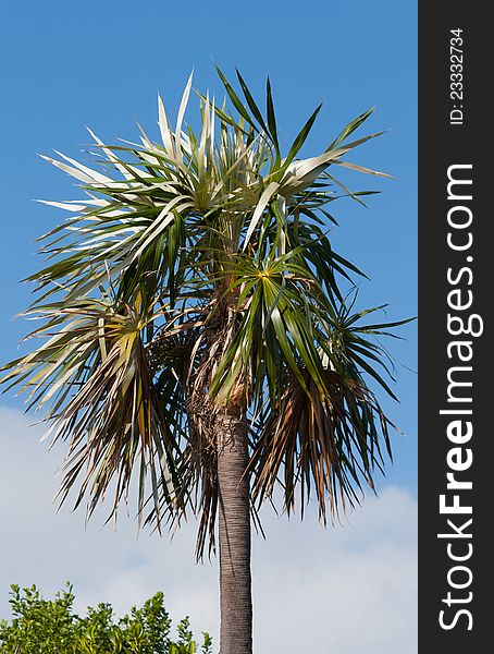 Florida Silver Palm (Coccothrinax argentata) in the Florida Keys. Florida Silver Palm (Coccothrinax argentata) in the Florida Keys