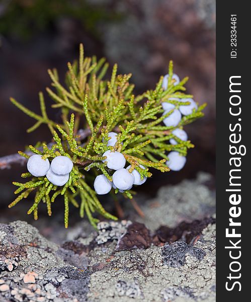 Juniper branch with blue fruits. Juniper branch with blue fruits