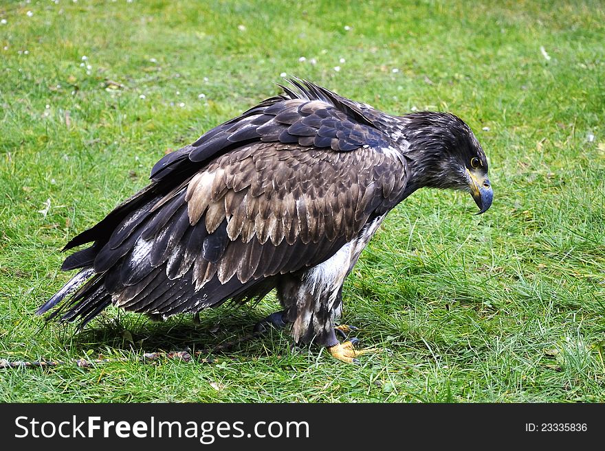 Wild Adult Bald Eagle on grass