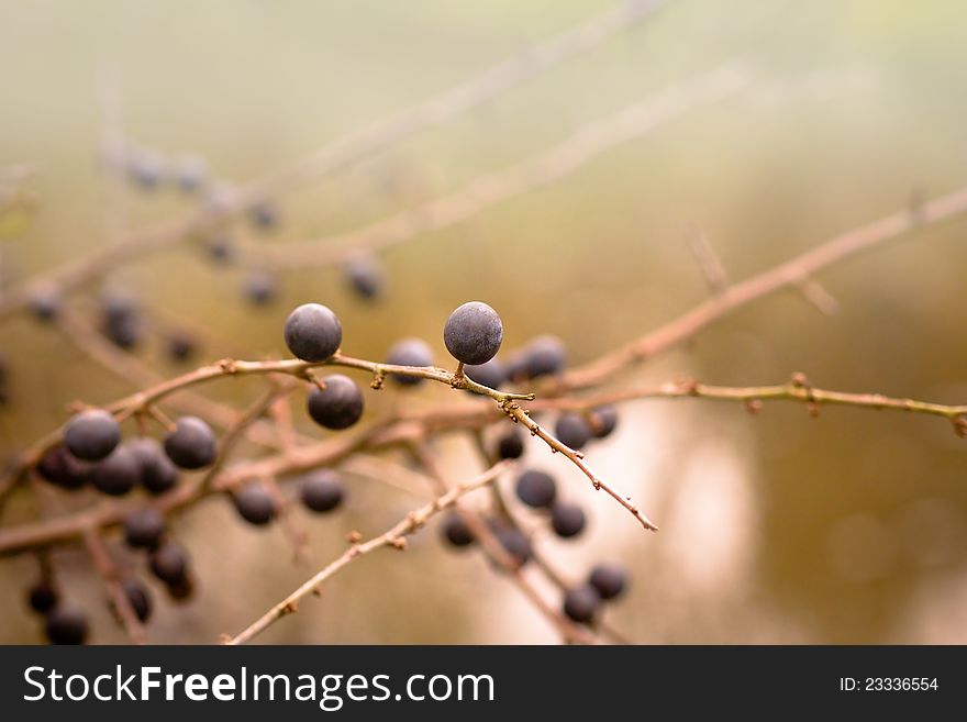 Autumn background with blackthorn with very shallow focus