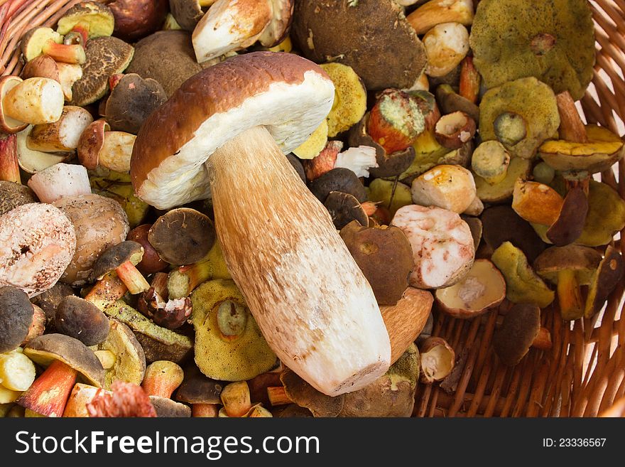 Fresh Autumn Mushroom Founded In Forest