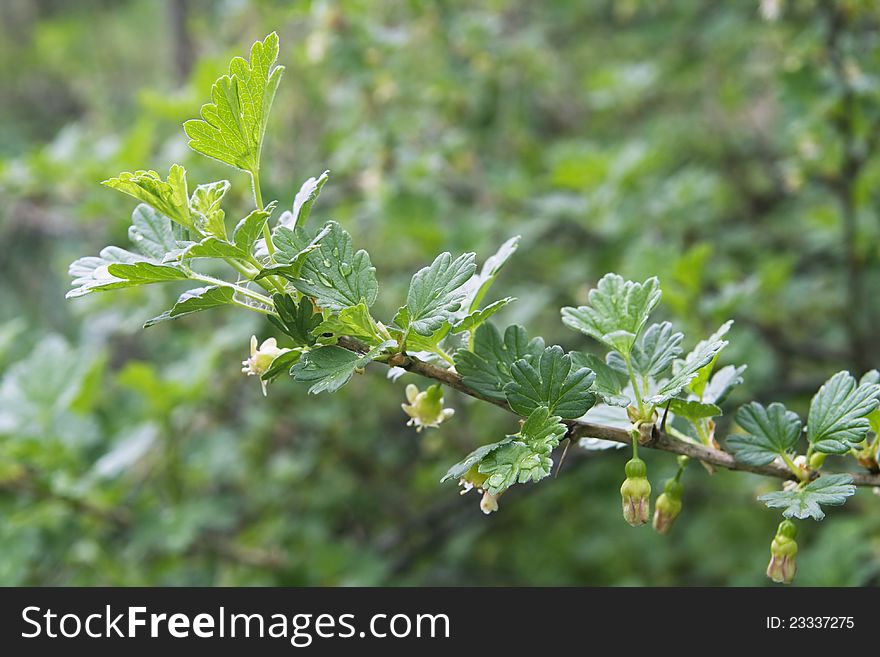 Green gooseberry twig with flowers in spring. Green gooseberry twig with flowers in spring