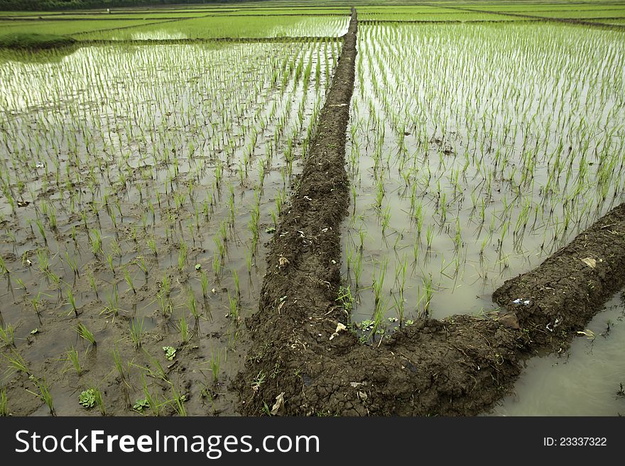 Rice field view at subang-west java-indonesia