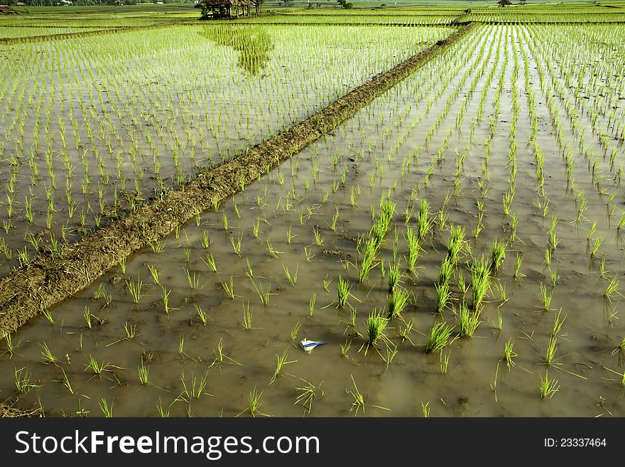 Rice field view at subang-west java-indonesia