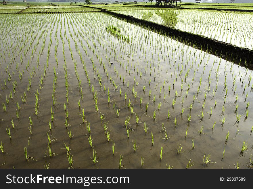 Rice field view at subang-west java-indonesia