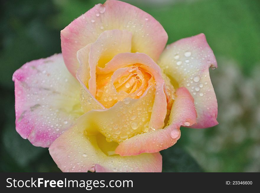 Flower of yellow rose in drops raining