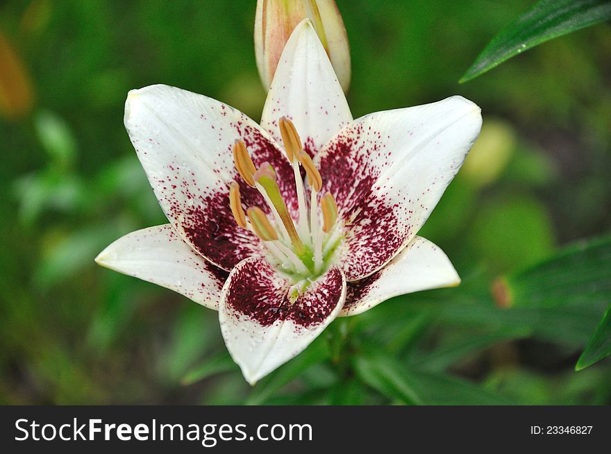 Flower of white lily in drops raining closeup. Flower of white lily in drops raining closeup