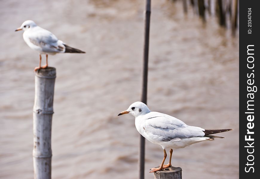 Seagull are standing on bamboo post on seashore