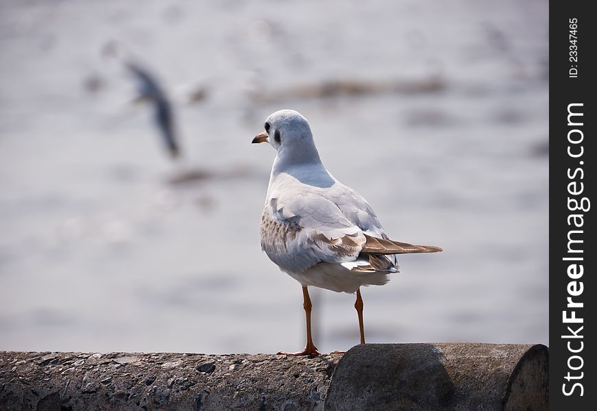 Seagull on seashore in Thailand