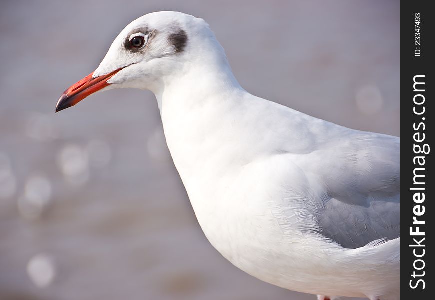 Seagull close-up, on the seashore in Thailand