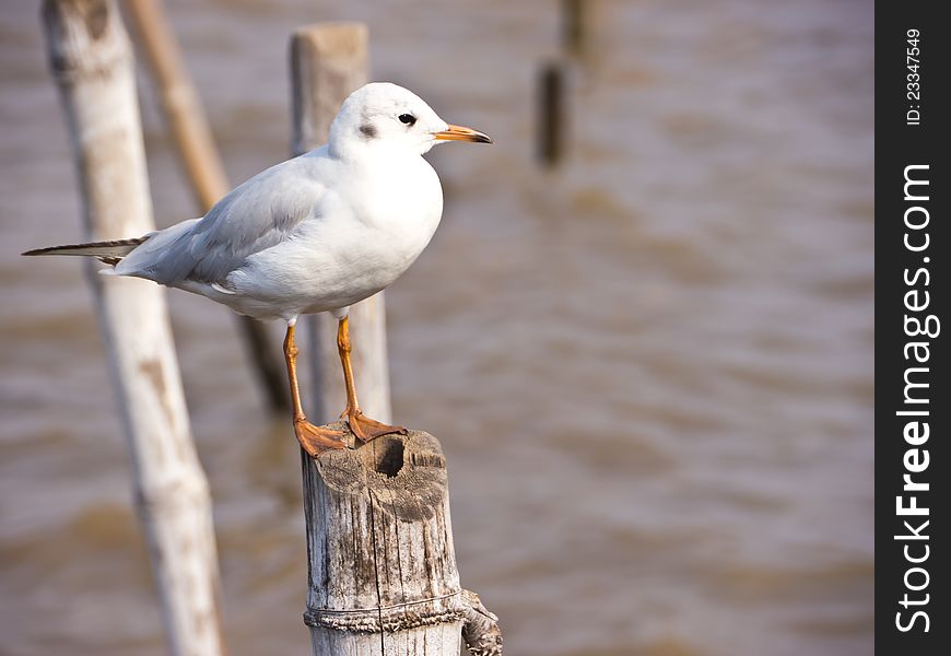 Seagull on bamboo post on seashore