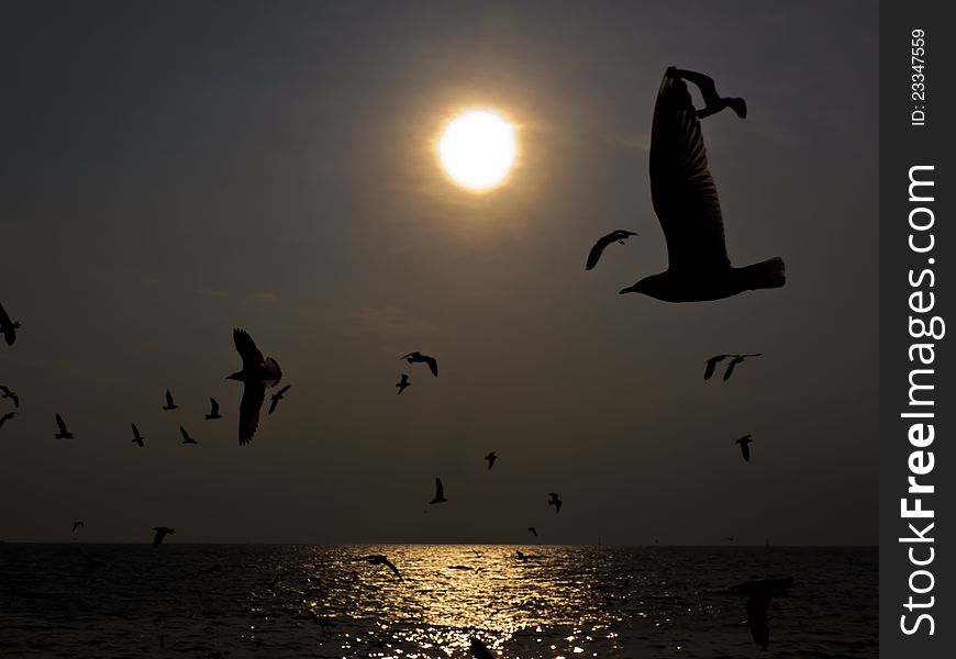 Flock of Seagulls at sunset over the sea. Flock of Seagulls at sunset over the sea