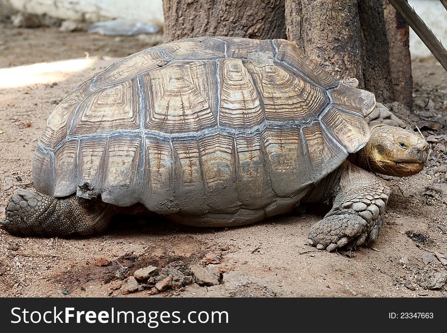 Big Old Turtle at Dusit Zoo, Bangkok, Thailand
