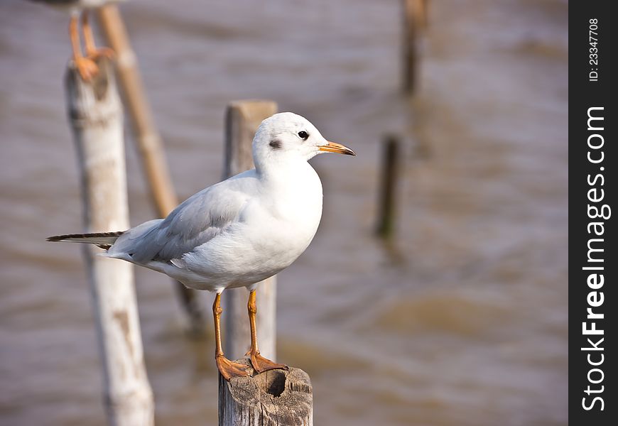 Seagull on bamboo post on seashore