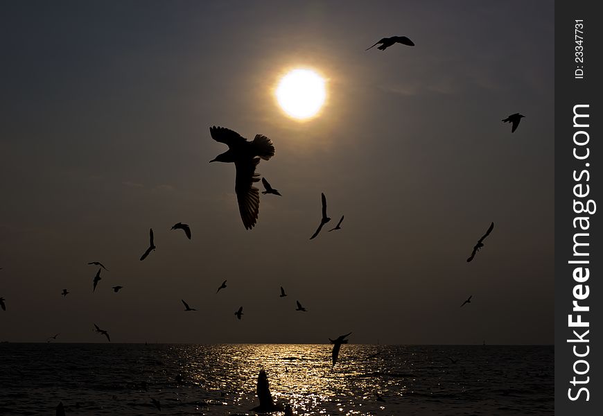 Flock of Seagulls at sunset over the sea. Flock of Seagulls at sunset over the sea