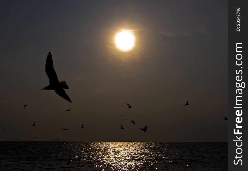 Flock of Seagulls at sunset over the sea. Flock of Seagulls at sunset over the sea