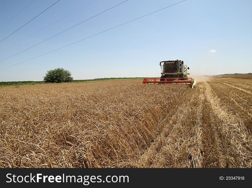 Combine harvester in field wheat