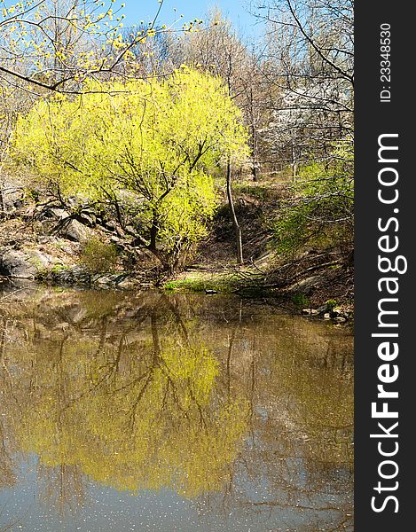 Trees by the lake in the spring, in central park, new york