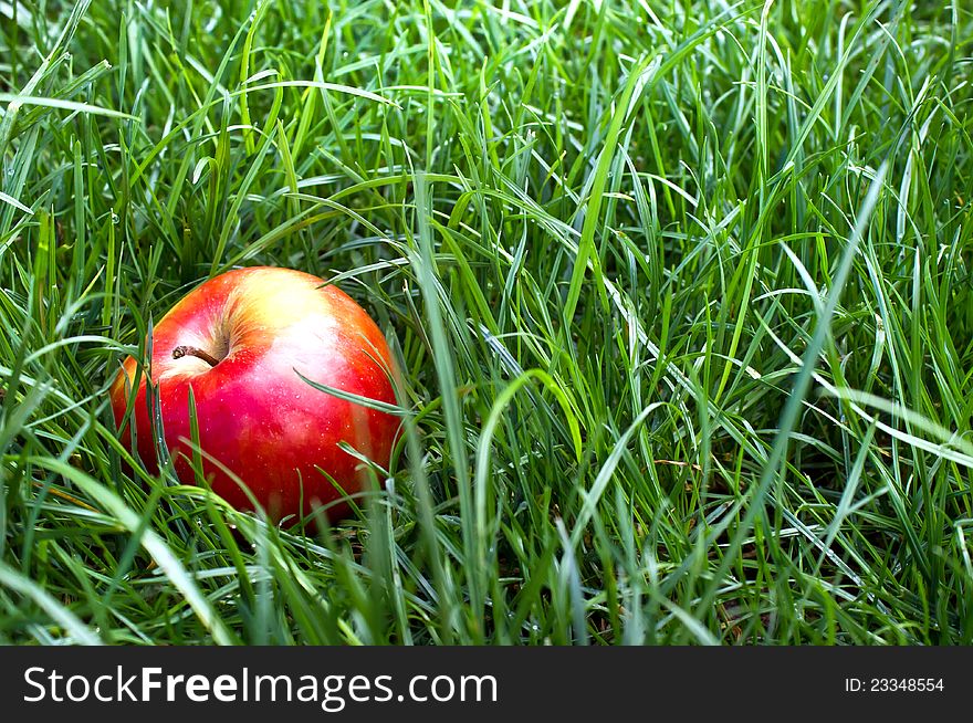 Apple In The Grass And Dew Drops