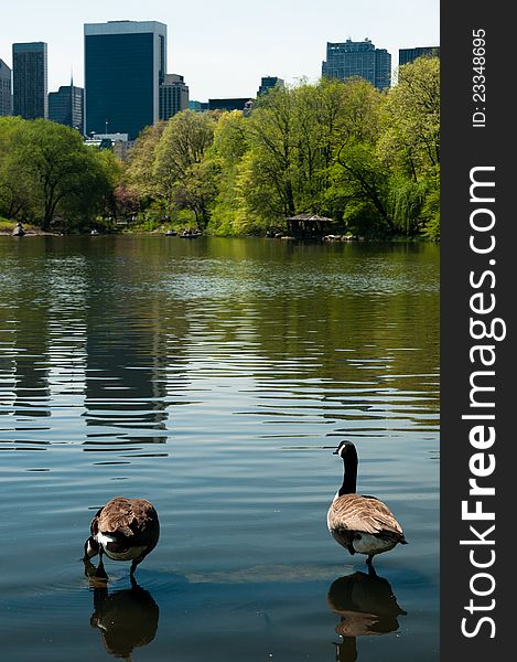 Ducks in central park, new york
