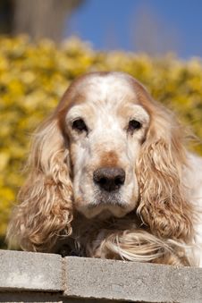 Cocker Spaniel Royalty Free Stock Photography Cocker Spaniel Royalty Free Stock Photography